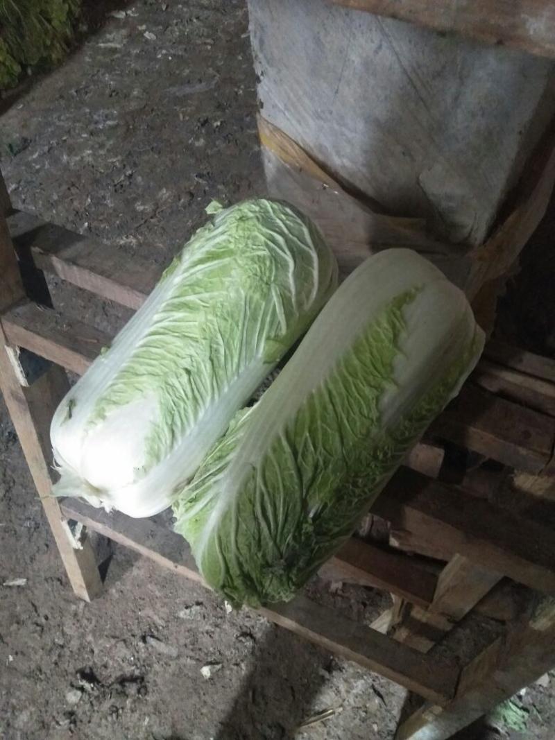 精品东北锦州大白菜价杠菜系列，质量好无农药残留，一手货源