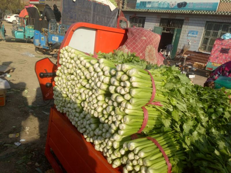 优选法国皇后芹菜55公分到60公分，大小均匀，欢迎下单