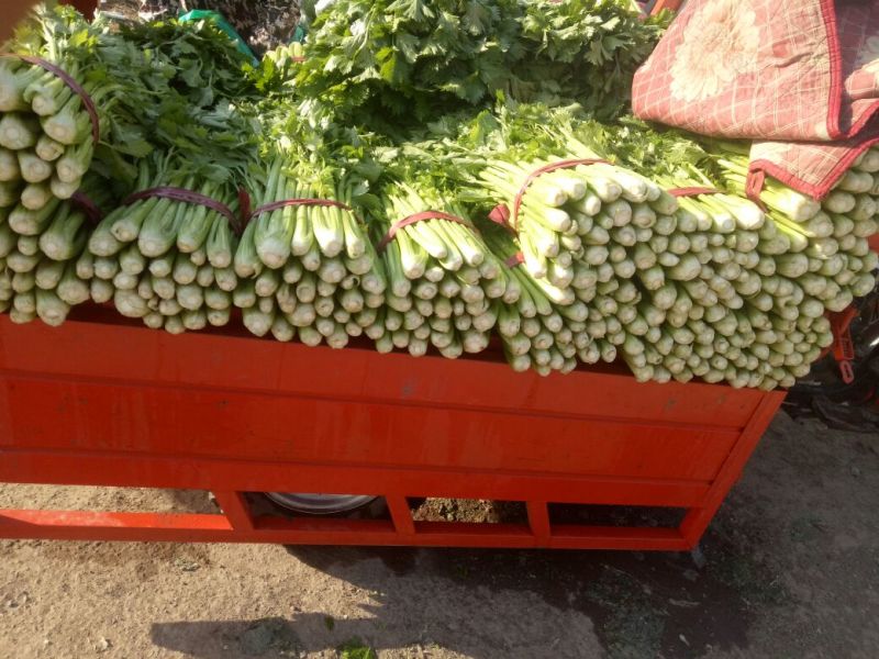 优选法国皇后芹菜55公分到60公分，大小均匀，欢迎下单