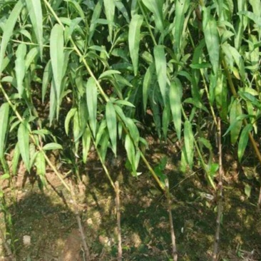 桃树苗70~80cm