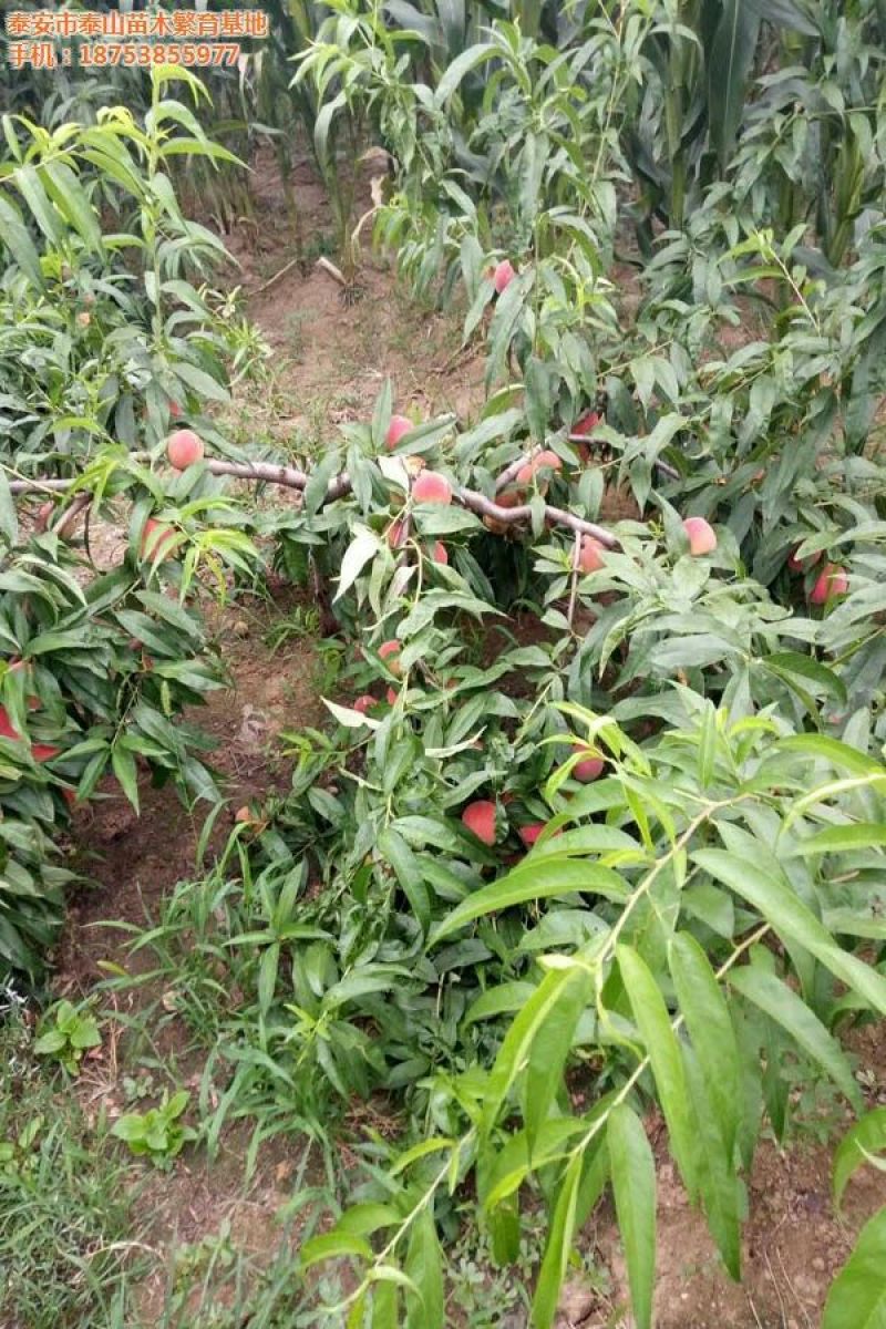 桃树苗70~80cm