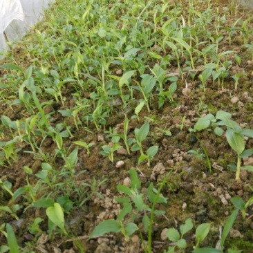 草果苗10~20cm