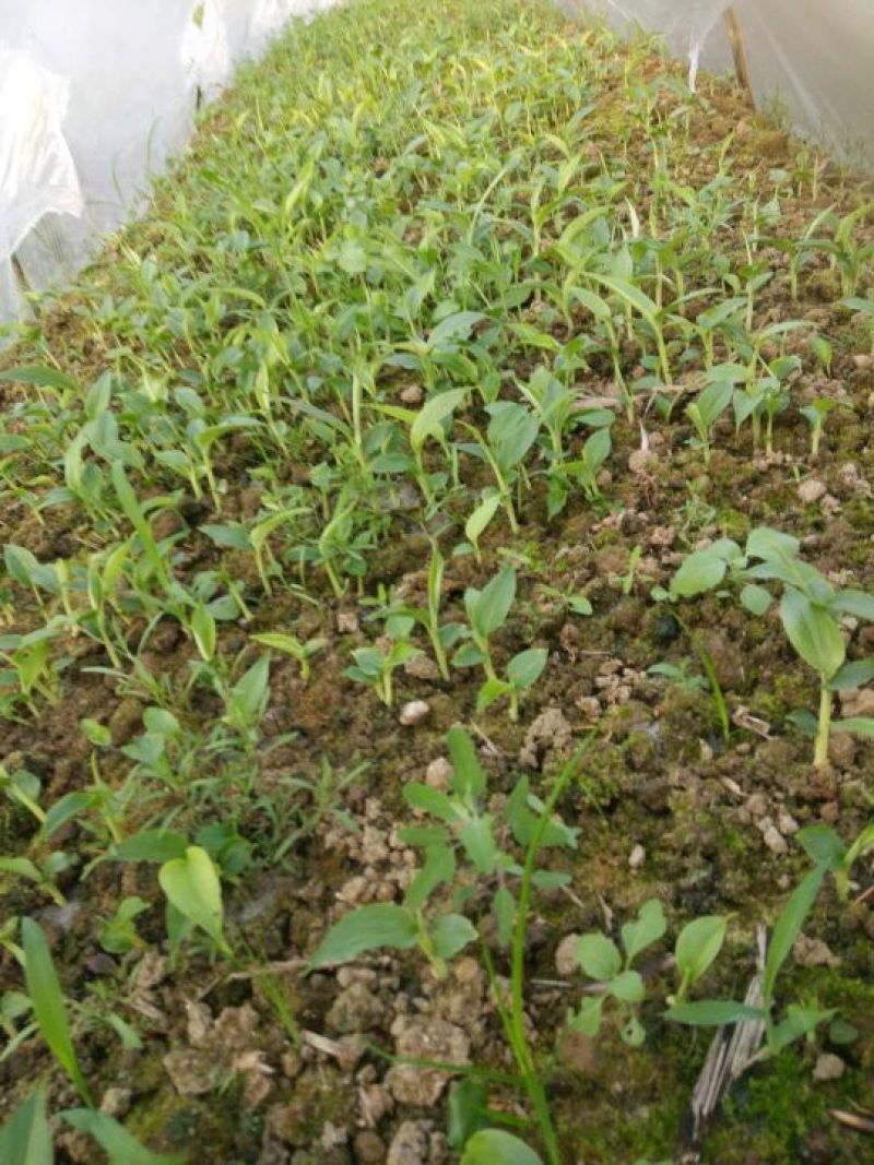 草果苗10~20cm