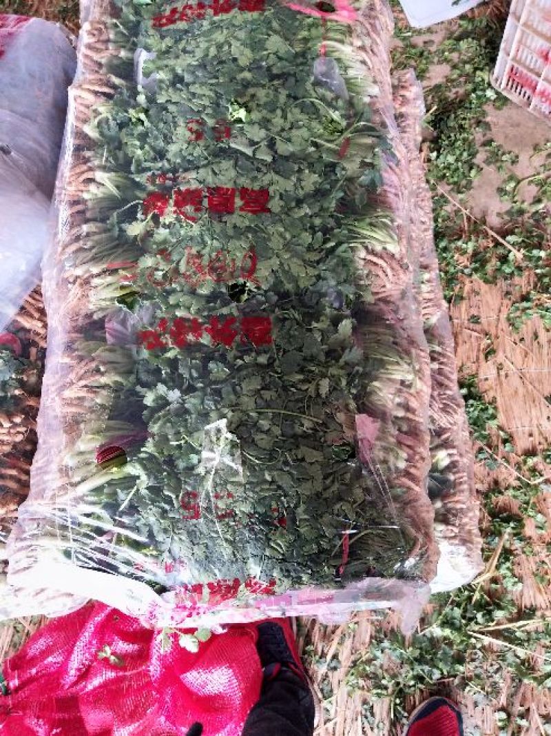 大叶香菜20~30厘米