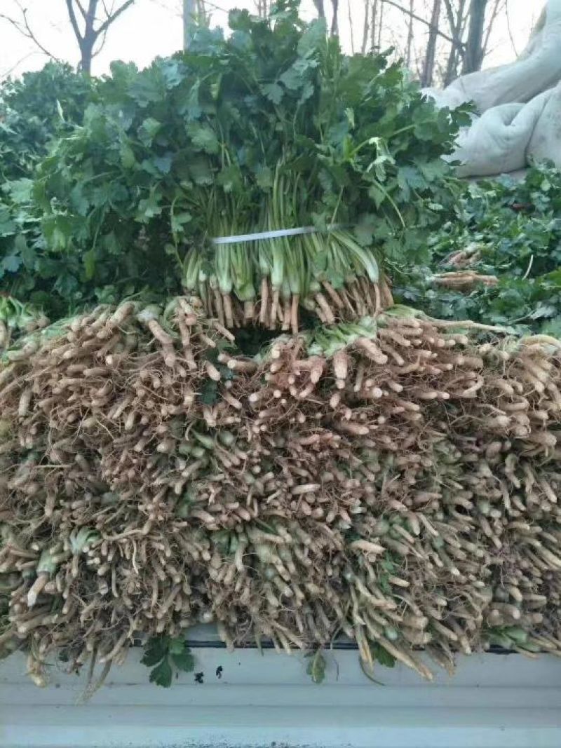 大叶香菜20~30厘米
