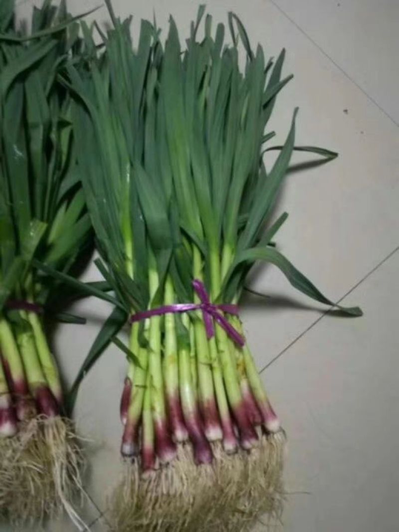 大叶香菜20~30厘米