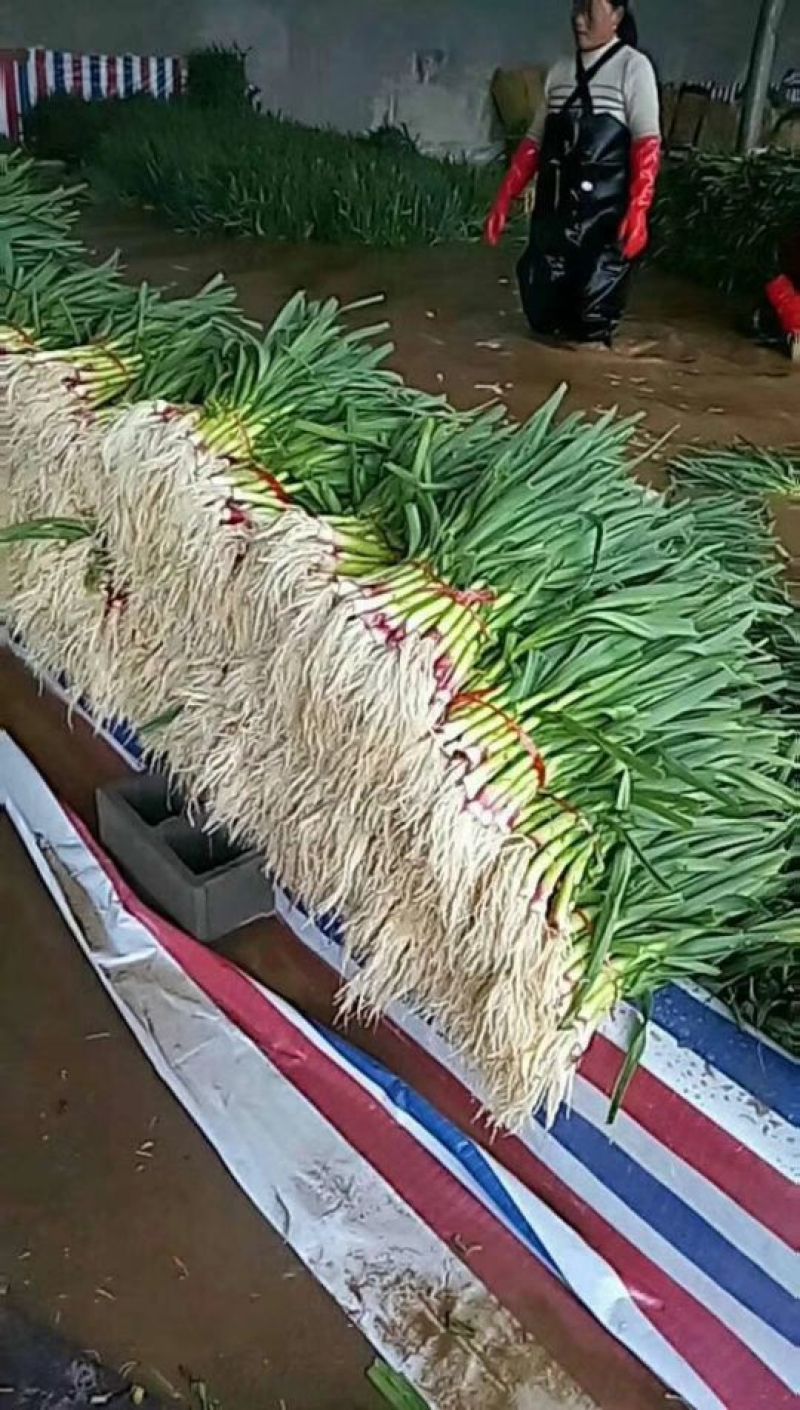大叶香菜20~30厘米