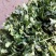 大叶香菜20~30厘米