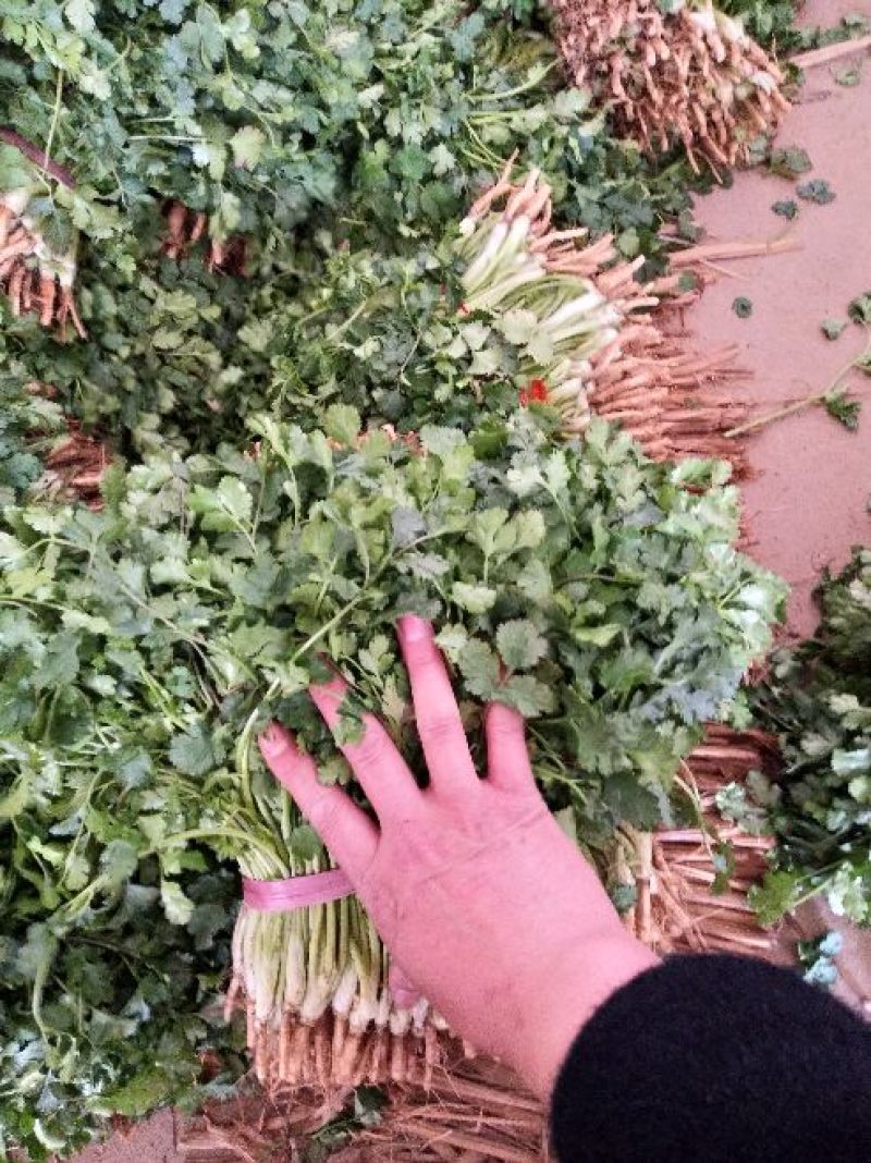 大叶香菜20~30厘米