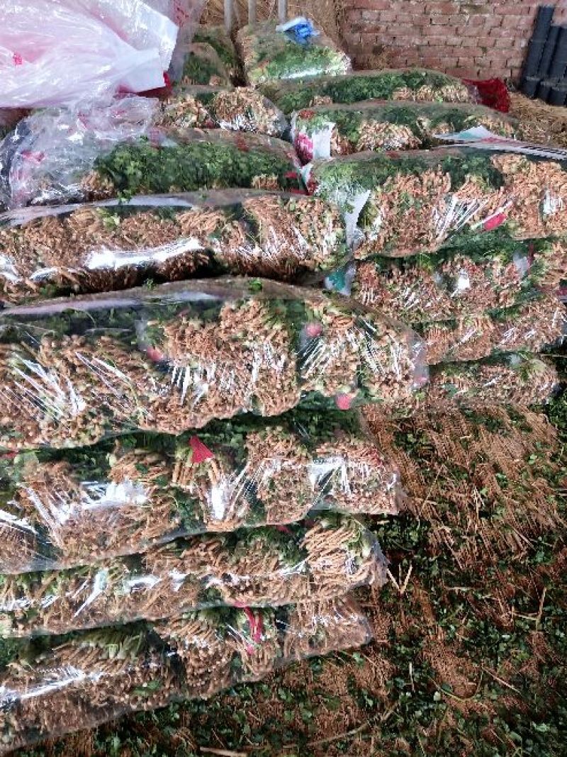 大叶香菜20~30厘米