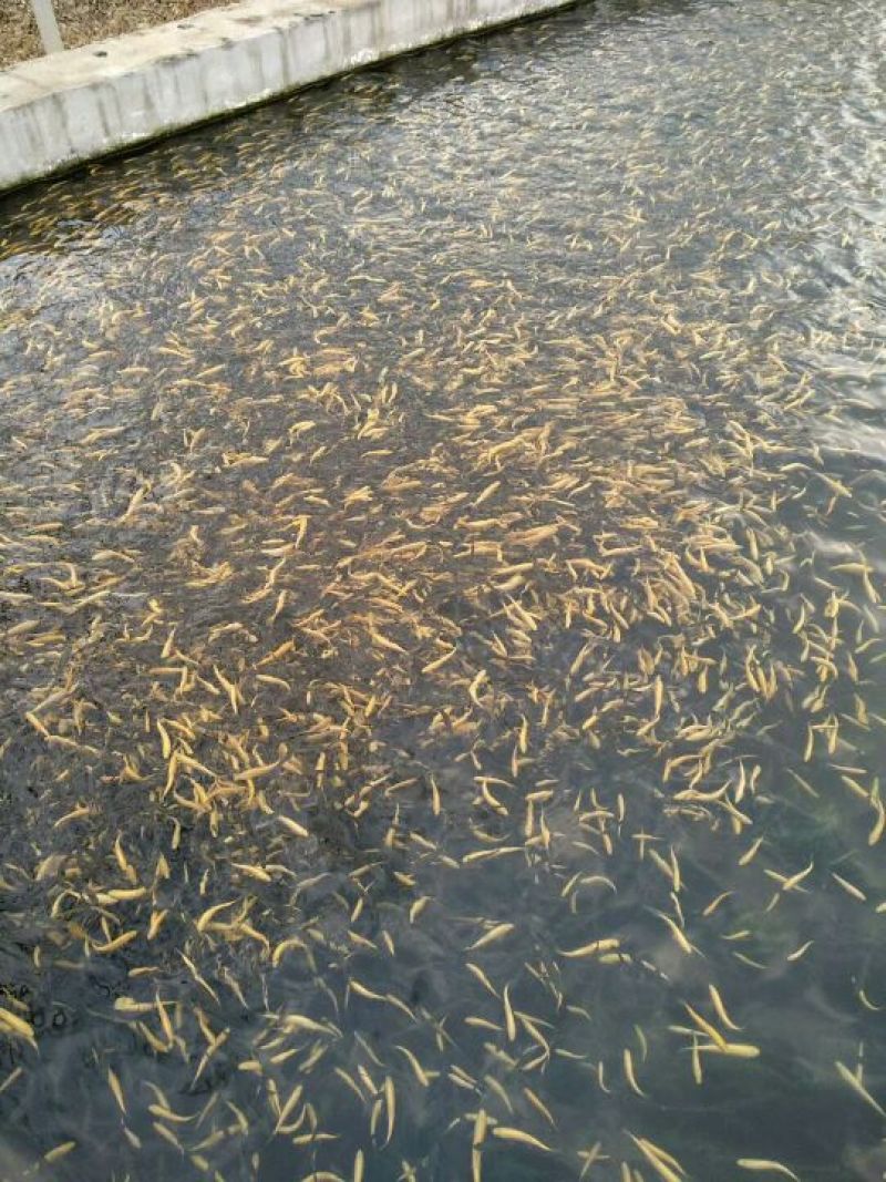虹鳟鱼苗，常年批发，免费提供技术指导，包回收