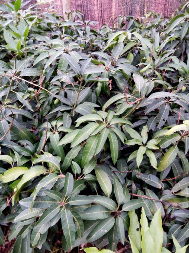 芒果苗1m以下