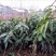 芒果苗1m以下