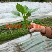彩椒苗五彩椒苗七彩椒苗盆栽大面积种植