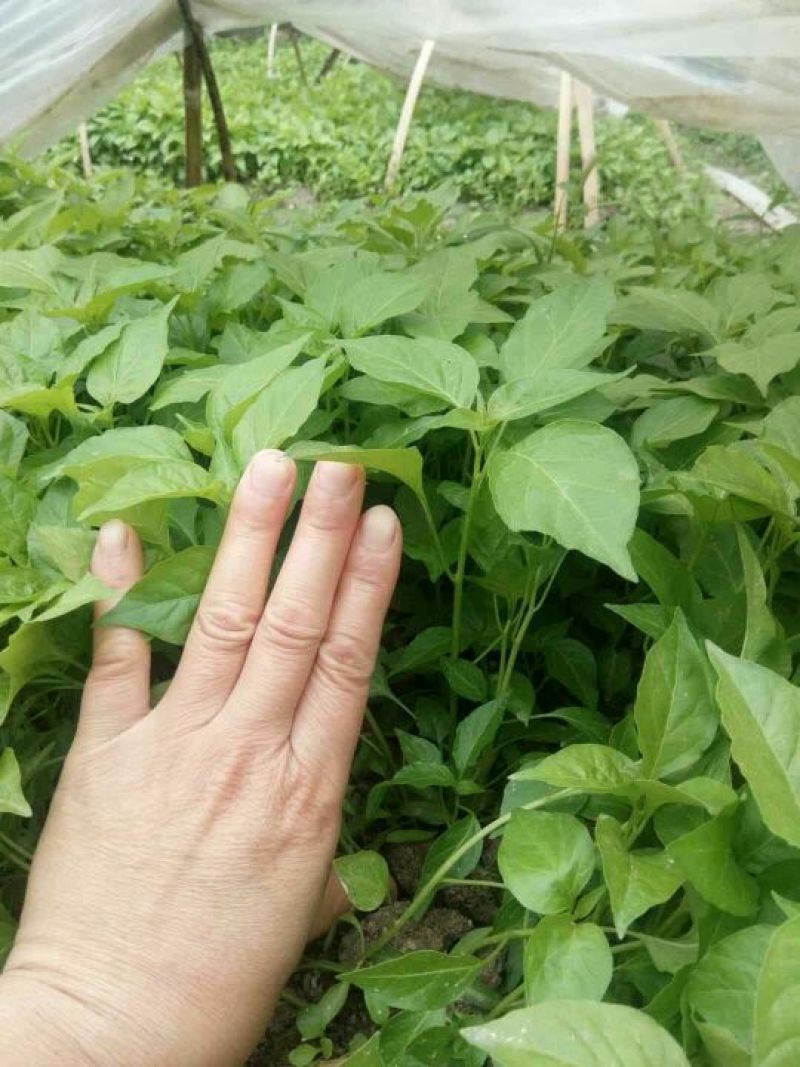 彩椒苗五彩椒苗七彩椒苗盆栽大面积种植