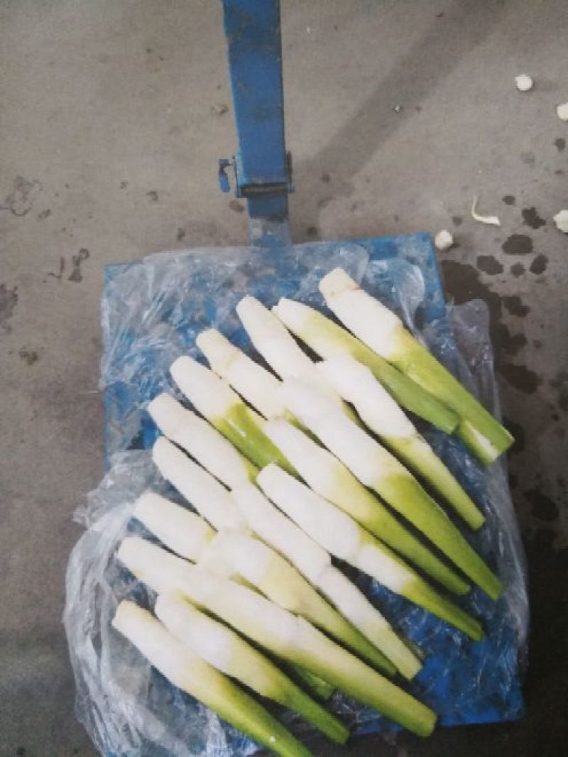【推荐】茭白种苗美人茭白苗产地直供一手货源全国发货