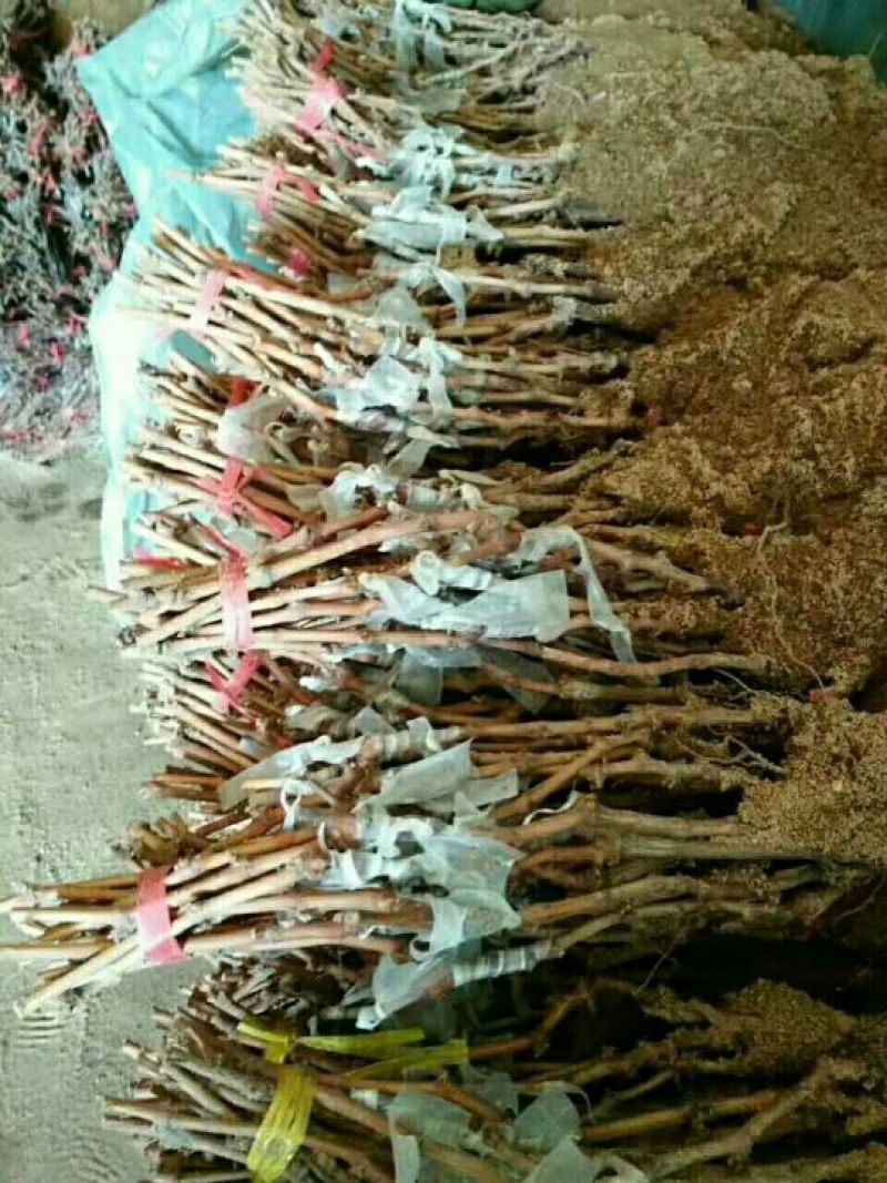 甜蜜蓝宝石葡萄苗嫁接葡萄苗批发价格夏黑葡萄苗