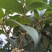 桂花树2~3米10~12cm3.5~4米