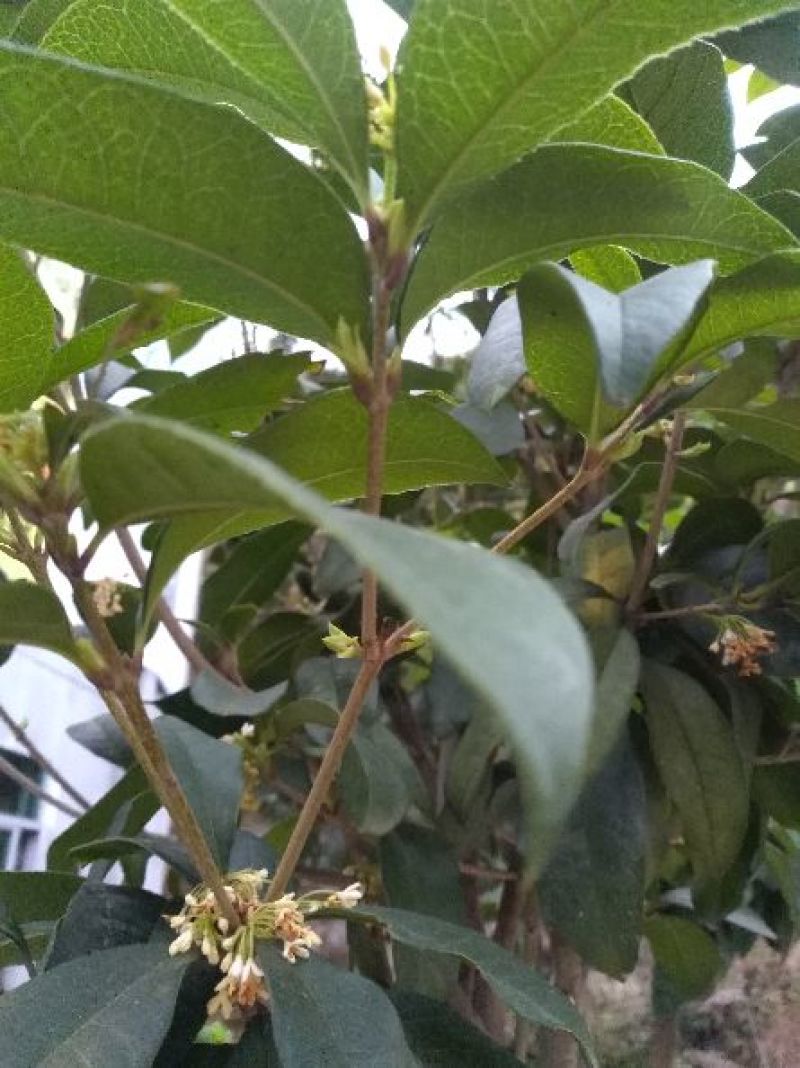 桂花树2~3米10~12cm3.5~4米