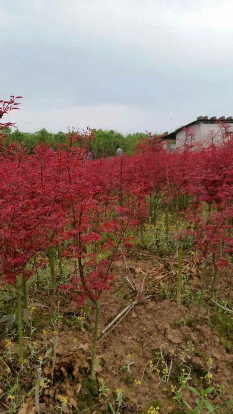 桂花树2~3米10~12cm3.5~4米