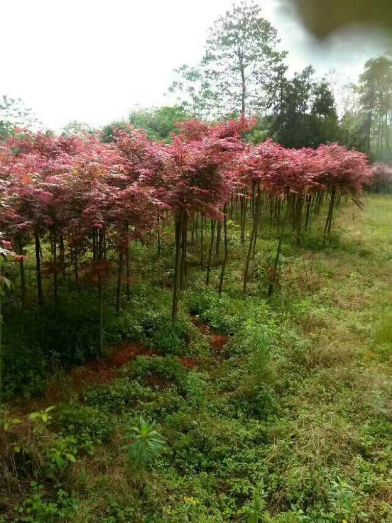 桂花树2~3米10~12cm3.5~4米