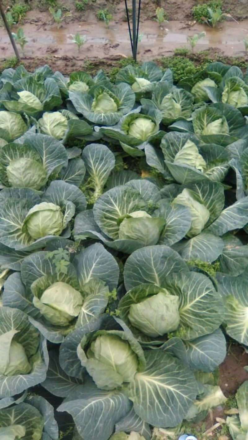 精品甘蓝价格优惠，质量保证量大价优一手货源