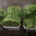 空心菜20~30厘米30_40cm