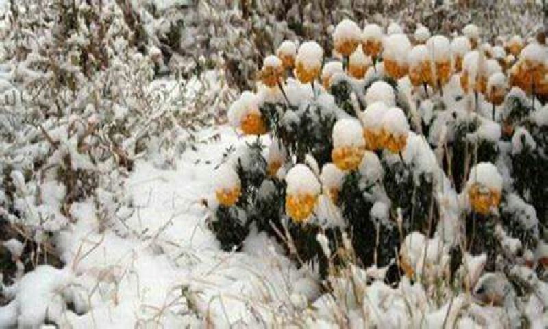 雪菊