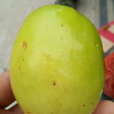 青枣苗30~50cm