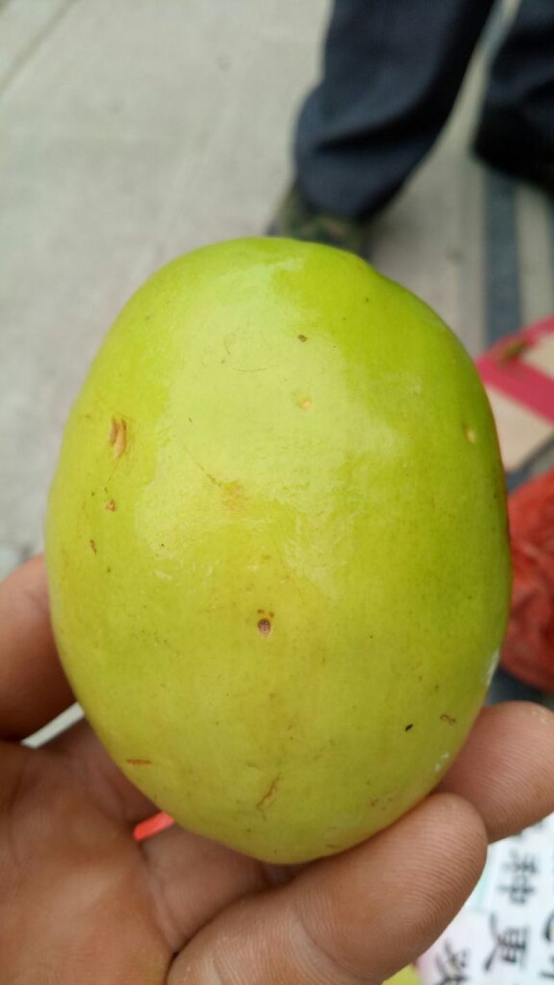 青枣苗30~50cm