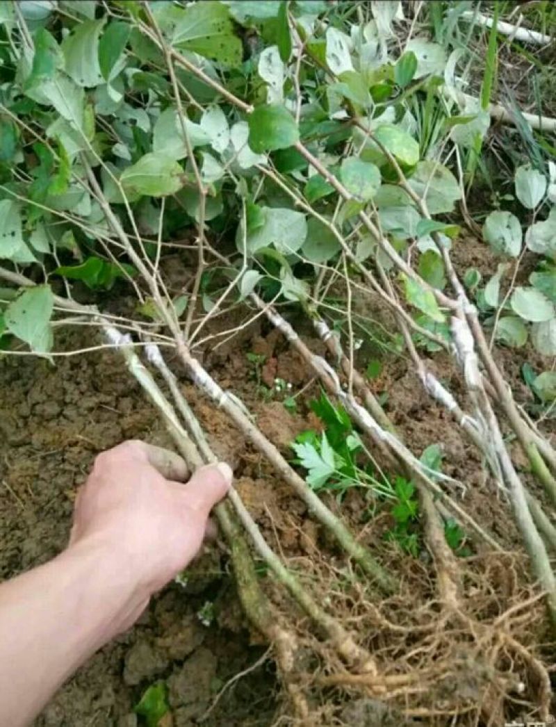 青枣苗30~50cm