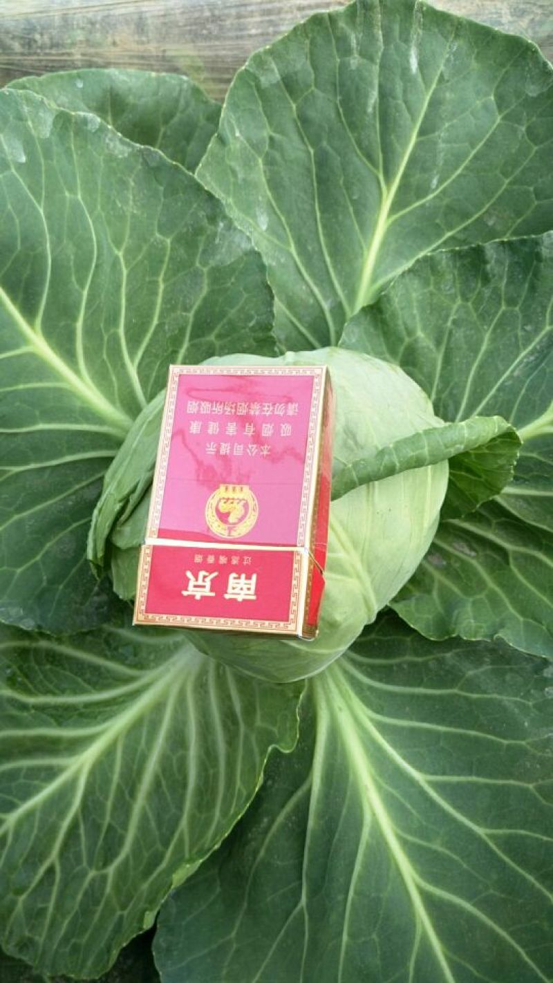 韩绿甘蓝0.5~1公斤，供应精品甘蓝，通货，加工厂用