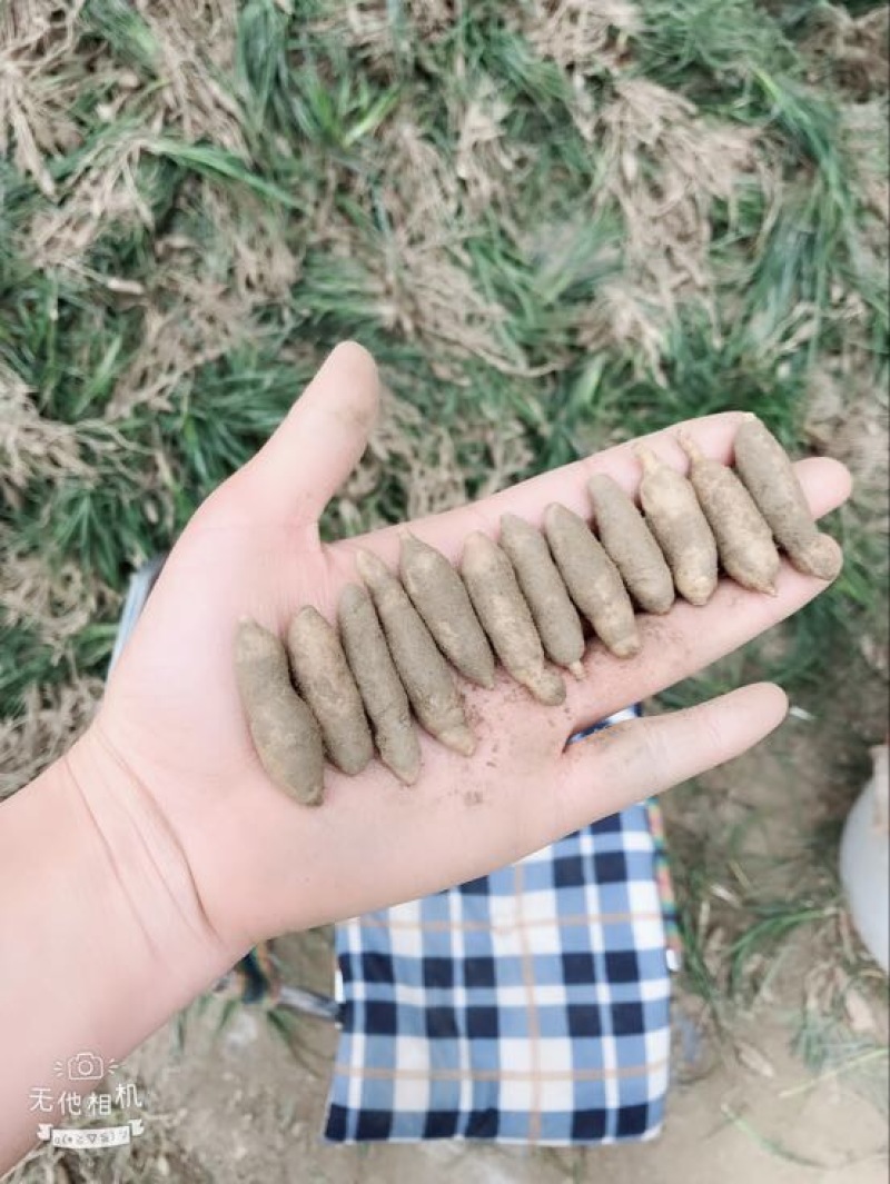 麦冬草