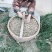 麦冬草