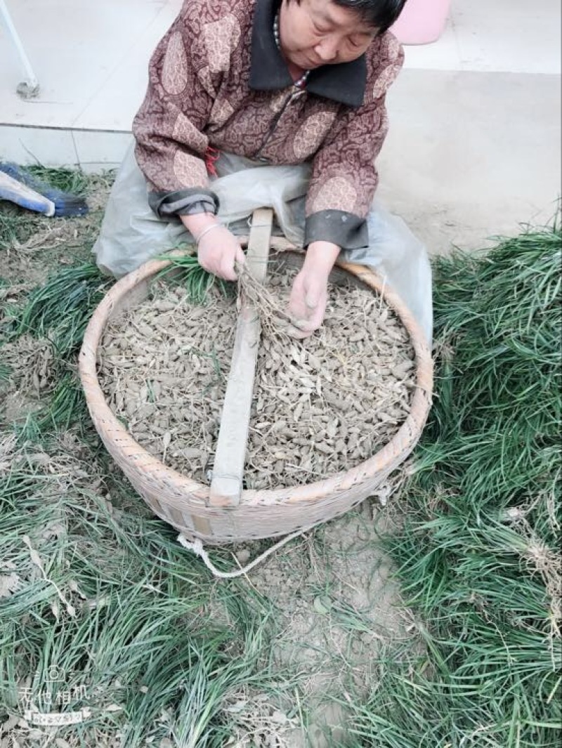 麦冬草
