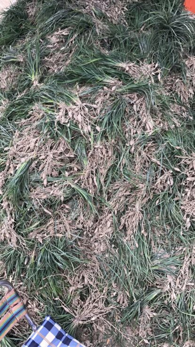 麦冬草