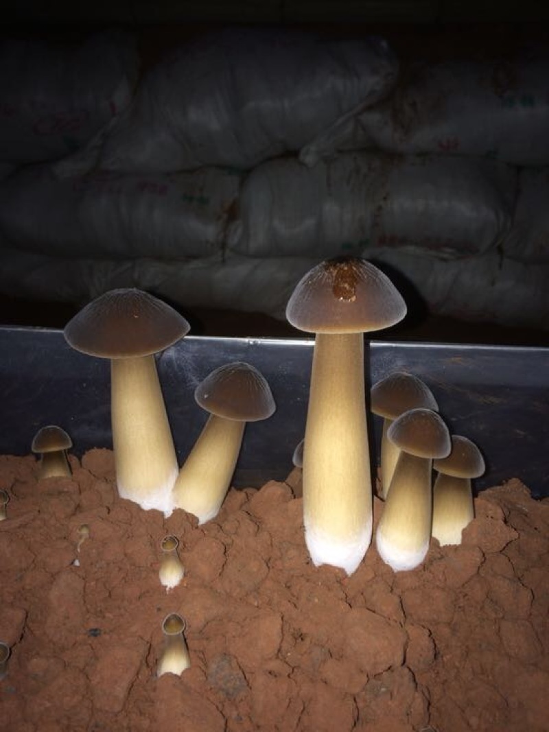 菌棒