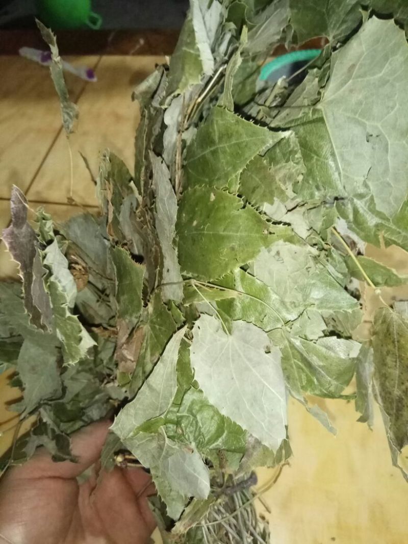 淫羊藿野生淫羊藿干货宁强淫羊藿批发零售均可