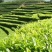 龙井茶一级