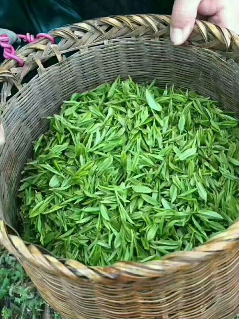 龙井茶一级