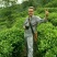 龙井茶一级