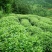 龙井茶一级