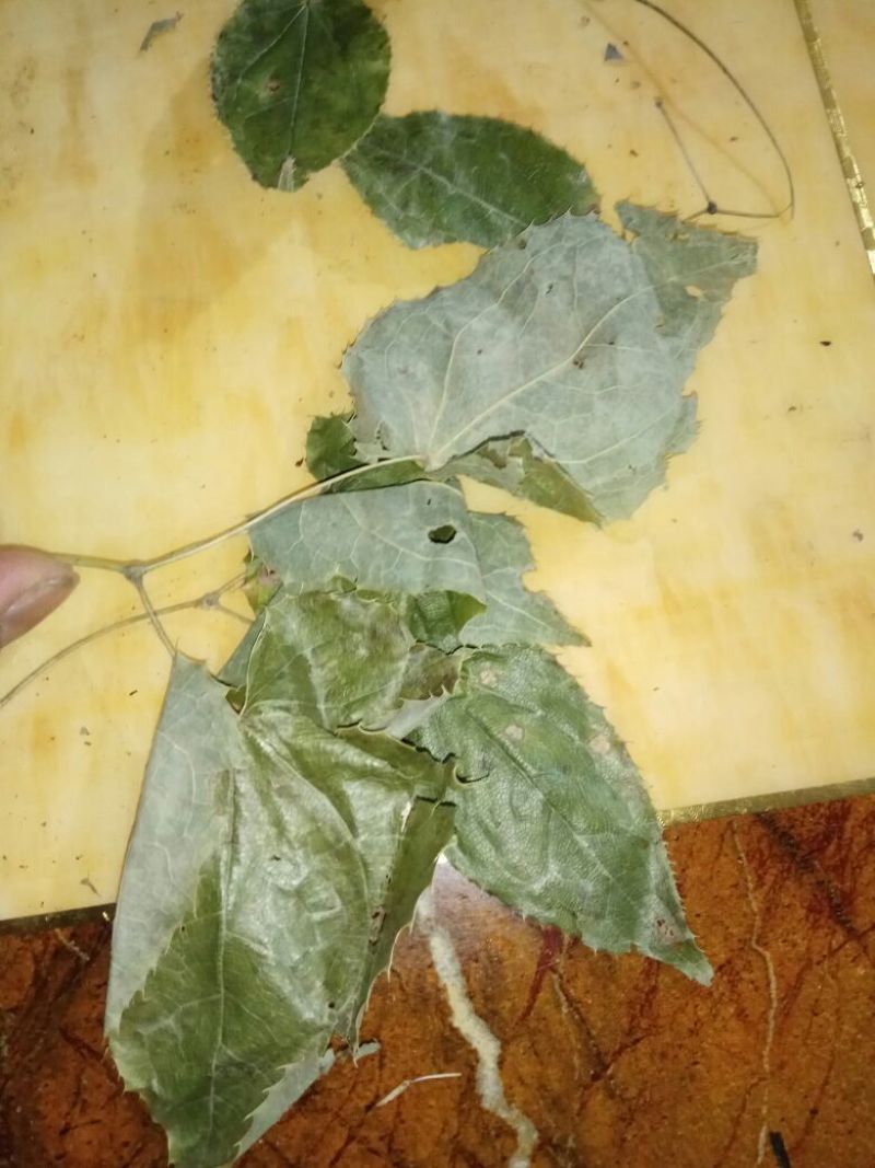 淫羊藿野生淫羊藿干货宁强淫羊藿批发零售均可