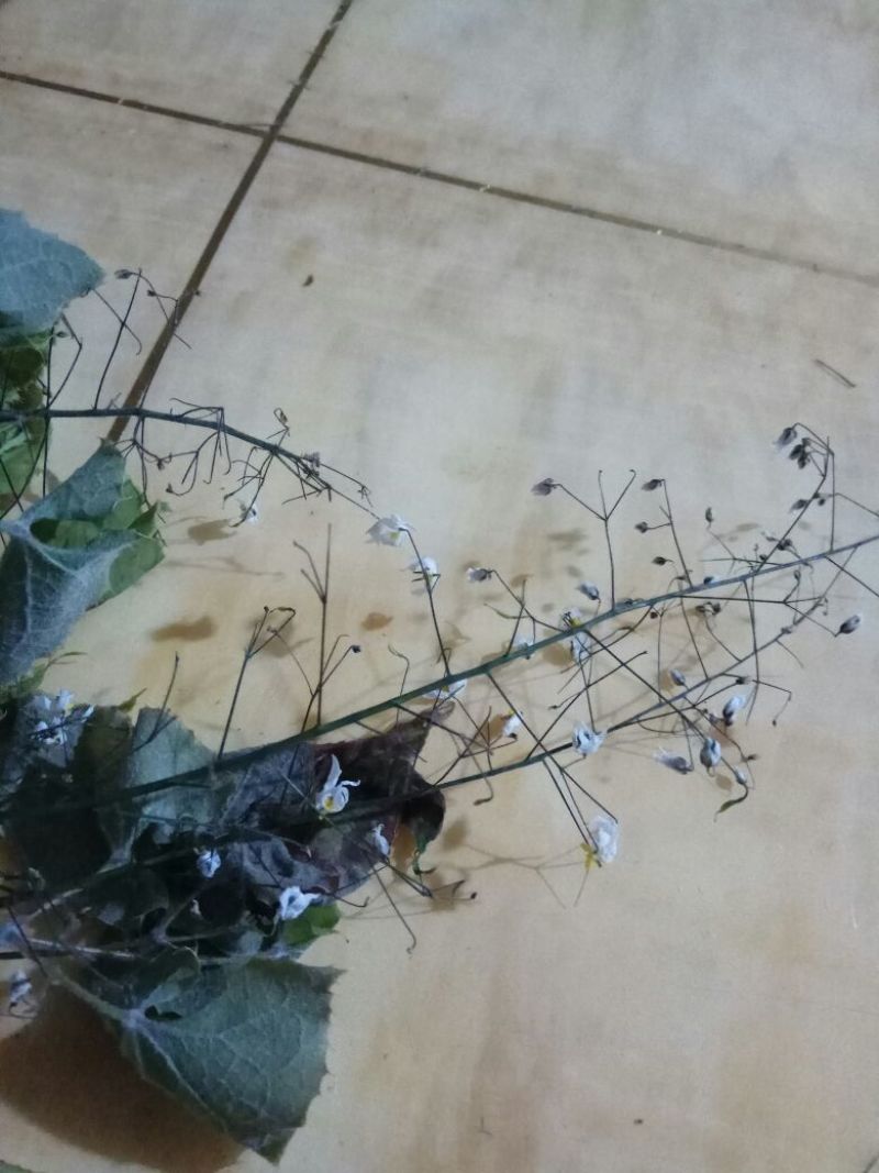 淫羊藿野生淫羊藿干货宁强淫羊藿批发零售均可
