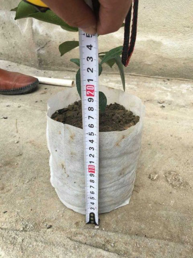 黑色营养杯抗老营养钵塑料育苗杯柑橘苗杯育苗盆育苗袋无纺布