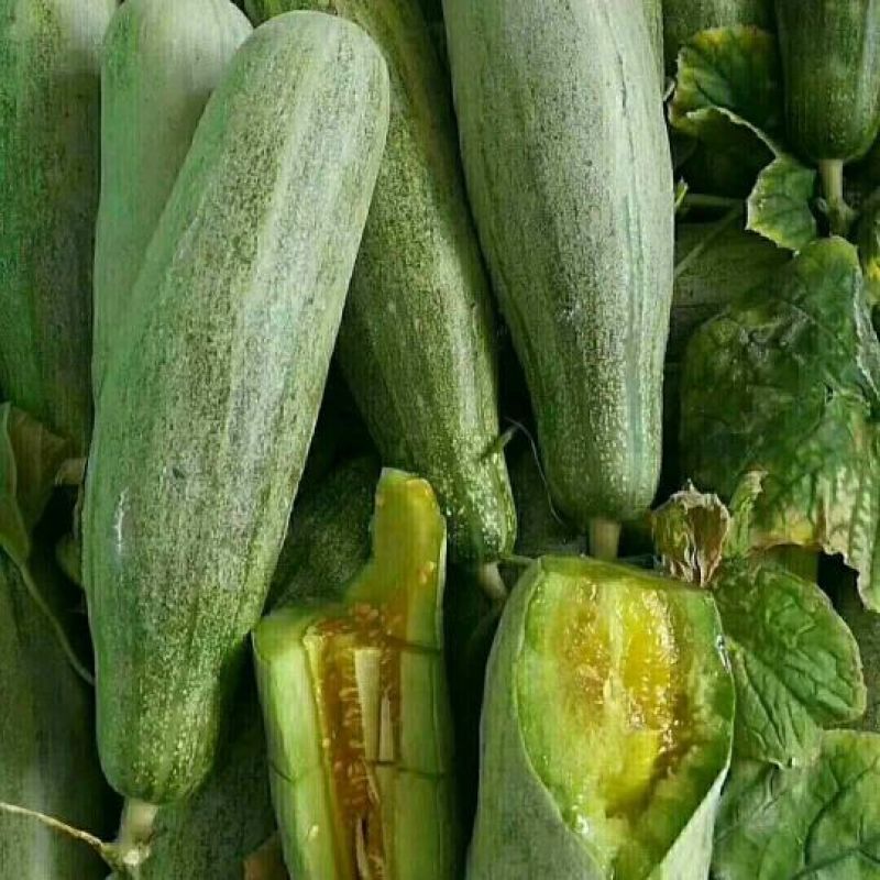 香瓜1.5斤以上