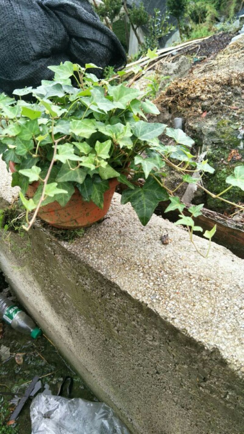 常春藤盆花带盆栽好30cm以下