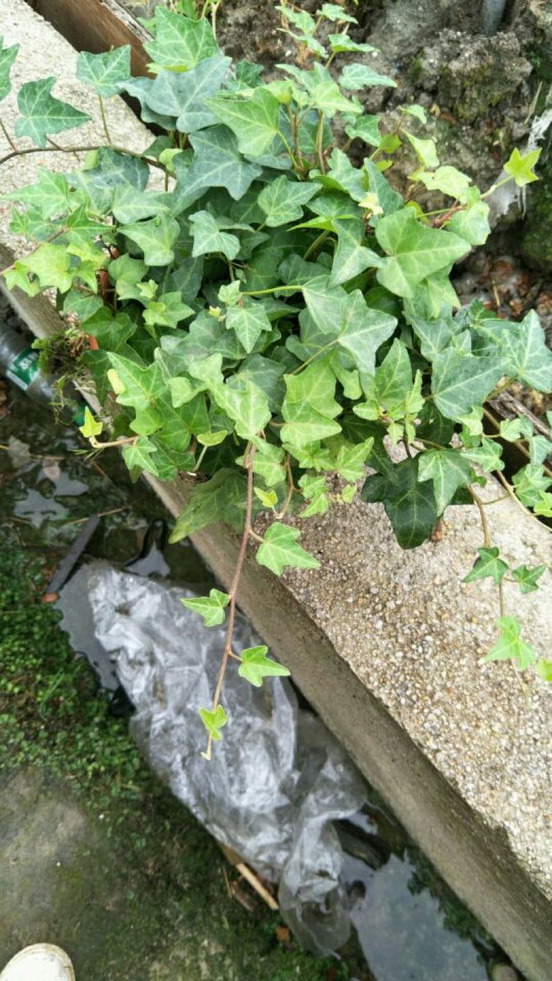 常春藤盆花带盆栽好30cm以下