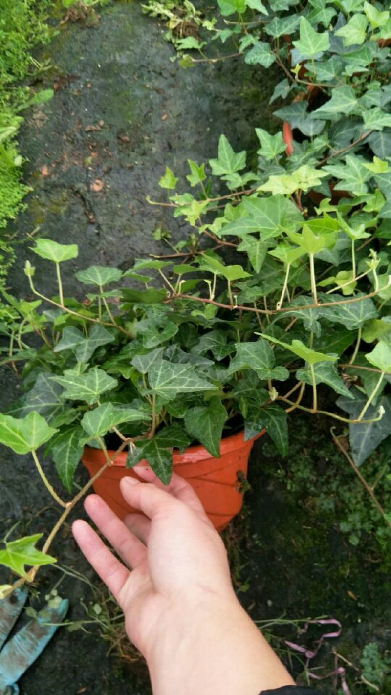 常春藤盆花带盆栽好30cm以下