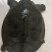 野生甲鱼1–7斤